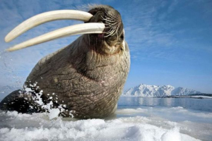 W stanach zjednoczonych dochodzenie rozpoczął się w związku ze śmiercią 25 morsów na alasce